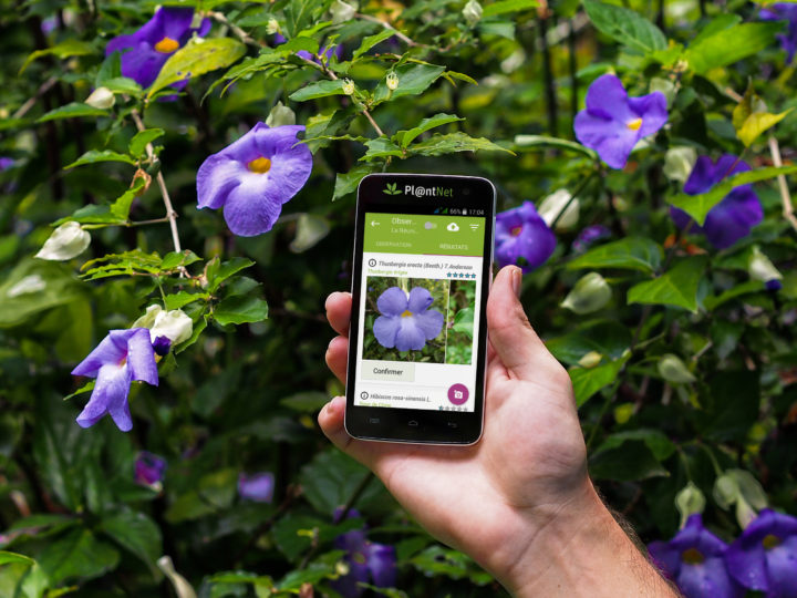 Como Descobrir O Nome Da Planta Por Foto No App